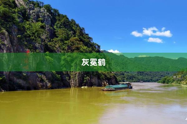 灰冕鹤